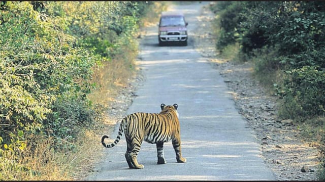 The leopard was discovered around 6.30 am, approximately one kilometre from the Pali police post on the Faridabad side. (Representative photo)