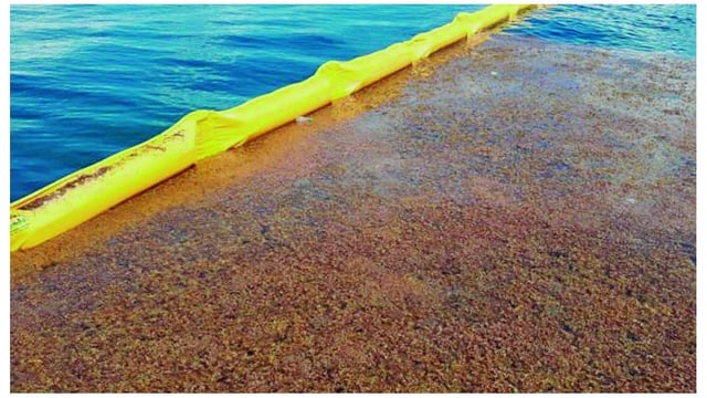 Estas barreras permiten retener el sargazo u otras algas mientras que dejan pasar el agua a través suyo mediante su red.