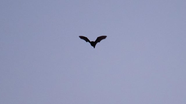 Eine Zwergfledermaus fliegt in den Abendstunden am Himmel über Streitberg, Bayern.