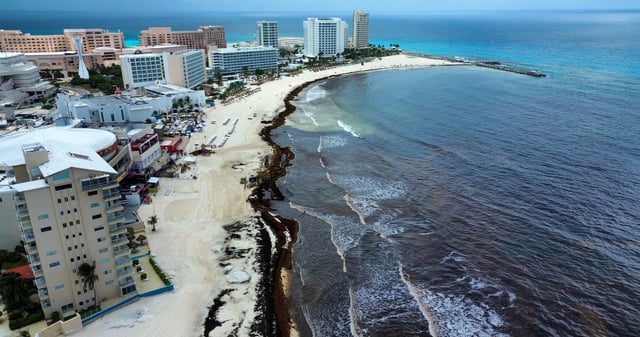 playas sin sargazo; en otras, personal de hoteles y del municipio realiza labores de limpieza de esta macroalga. Foto: Cuartoscuro