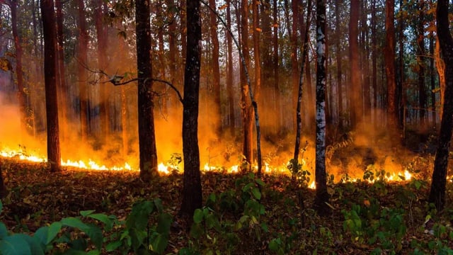 Edgewood Fire