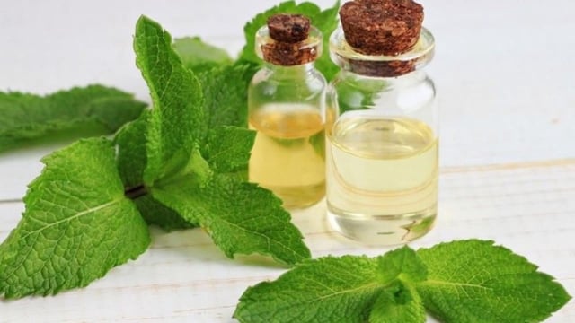 US tariff hits mentha oil trade in UP's Rampur: Thousands of crores at stake