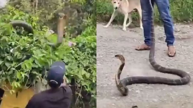 King Cobra Attacks Forest Officials While Being Rescued In Dehradun Village; Chilling Video Goes Viral