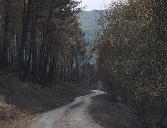 El acceso a Villamayor, rodeado de árboles calcinados.