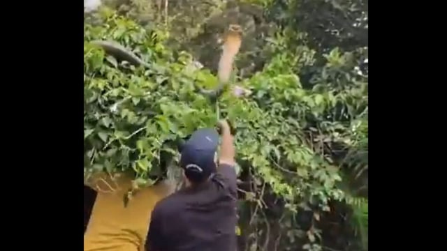In the video clip, several men were seen trying to pull the cobra down from a tree adjacent to the wall.