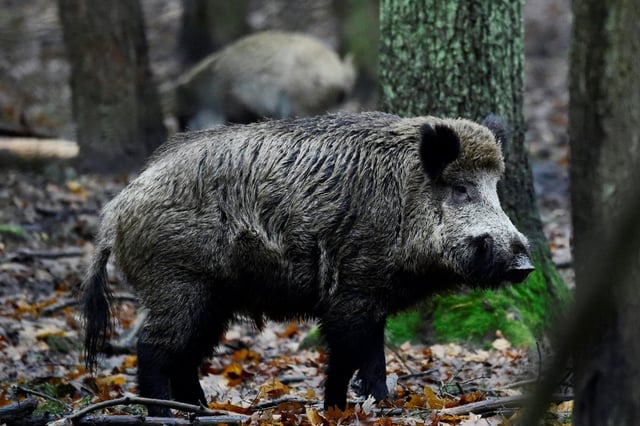 In Nordrhein-Westfalen sind elf Wildschweine nach einer Kollision mit einem Auto ums Leben gekommen. Ein 29-jähriger Autofahrer stieß auf einer Landstraße mit der Wildschweinrotte zusammen, wie die Polizei in Gummersbach mitteilte.
