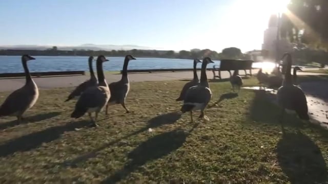 Geese in Foster City have become a nuisance and a costly problem to solve. (Sept. 1, 2025)