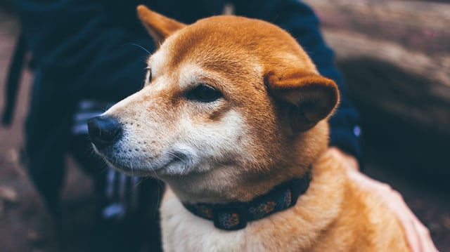 Cleancore in $175m deal to establish a dogecoin treasury; shares tumble 60%