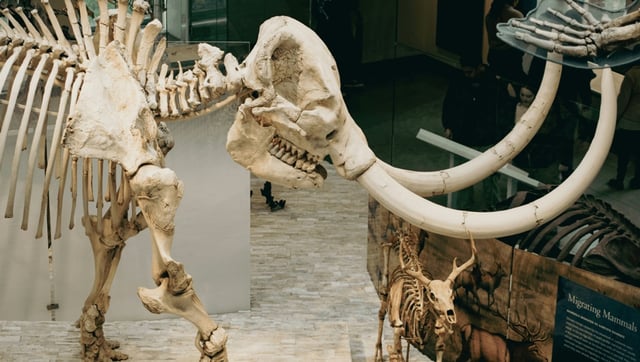 Ancient Bacterial DNA Has Been Recovered From A 1.1-Million-Year-Old Mammoth