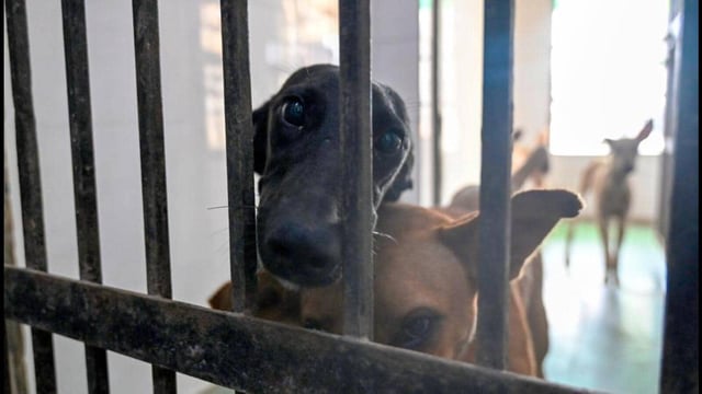 The authority has also directed the apartment owners’ associations (AOAs), and residents welfare associations (RWAs) to identify the stray dogs in their respective areas for their sterilisation and vaccination. (Sunil Ghosh/HT Photo)