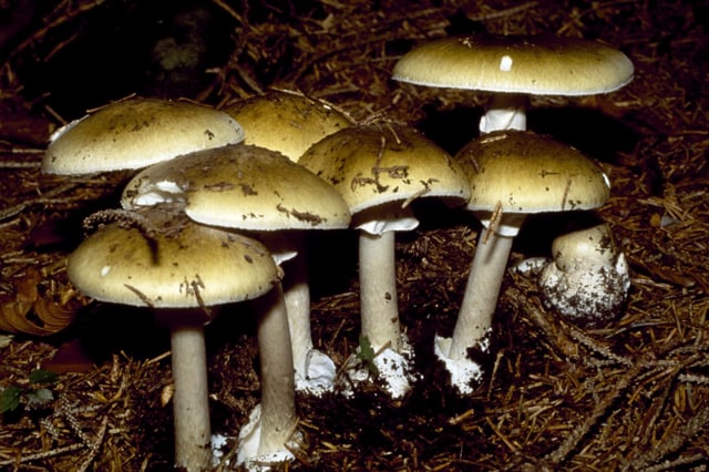 Grüner Knollenblätterpilz
