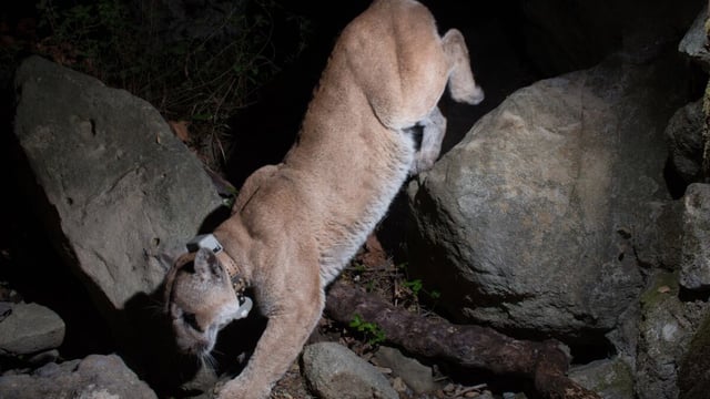 A mountain lion scampering down some rocks late at night.