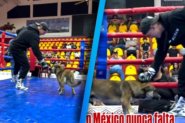 Un perrito sorprendió a Óscar Valdez cuando apareció en el ring mientras entrenaba. (Foto: Capturas de pantalla)