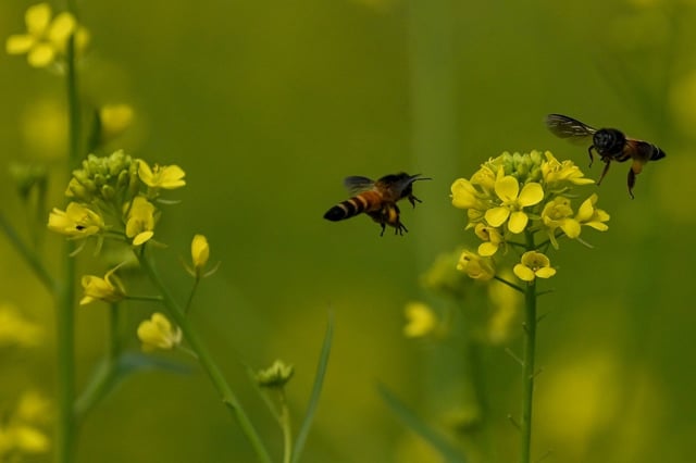 Zwei Imker aus Rheinland-Pfalz müssen alle 263 Bienenvölker töten, die sie halten. Das entschied das Verwaltungsgericht Neustadt an der Weinstraße. Sie hatten Beweise für Krankheiten in den Stöcken entfernt.