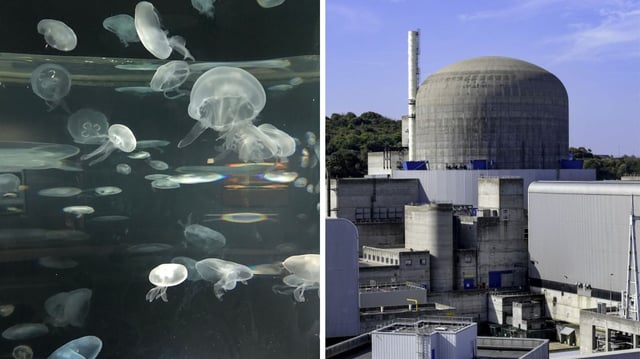 Jellyfish swarm attack caused a rnuclear eactor to shutdown in France