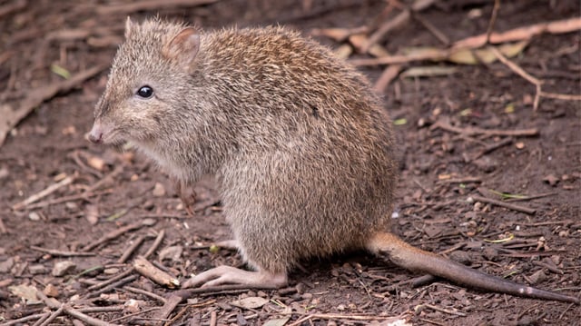 Bettong. (Representational image)