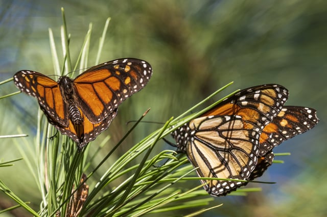 FILE – Monarch butterflies land on branches at Monarch Grove Sanctuary in Pacific Grove, Calif., Wednesday, Nov. 10, 2021. On Thursday, July 21, 2022, the International Union for the Conservation of Nature said migrating monarch butterflies have moved closer to extinction in the past decade – prompting scientists to officially designate them as “endangered.” (AP Photo/Nic Coury, File)
