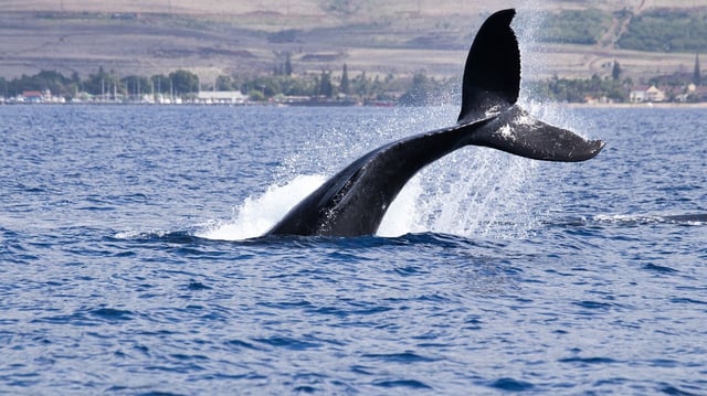 Bitcoin, ether, xrp face september test after biggest whale distribution in years