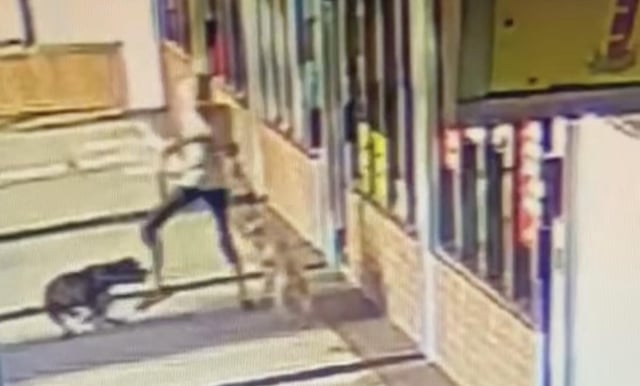 A surveillance video shows Shirley Pasamanick fighting off a dog that attacked her terrier.