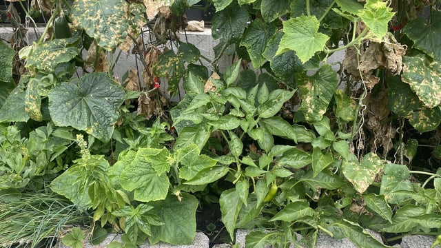 An optical illusion shared on Reddit went viral after users tried to spot a hidden cat.