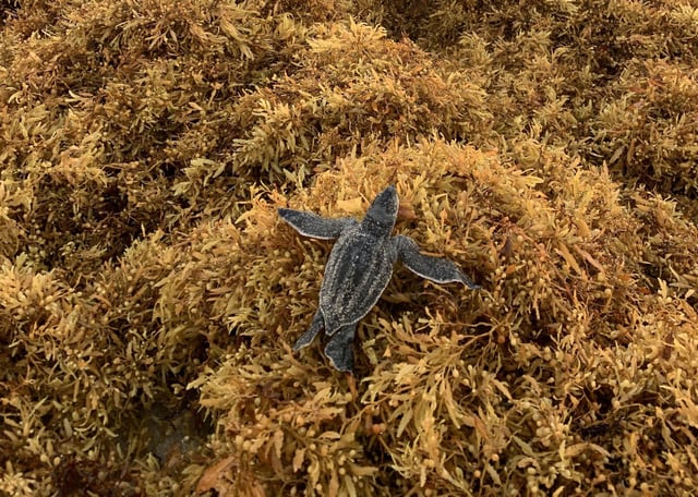 A leatherback sea turtle hatchling climbs over sargassum on a beach. In a new study, researchers timed sea turtles to see how long it took them to reach the ocean when they had to traverse piles of seaweed.