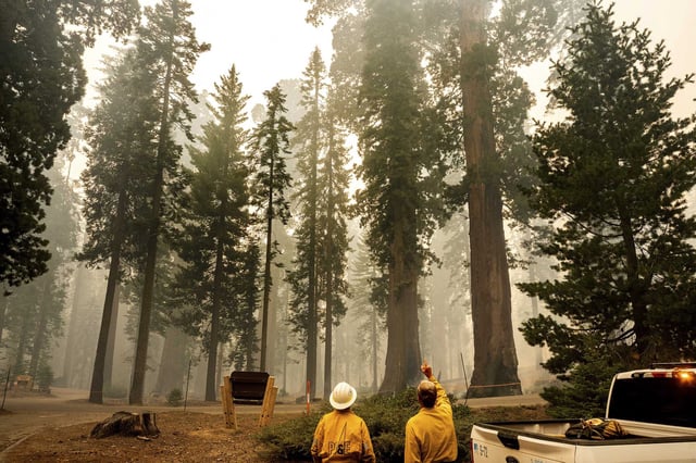 Firefighters assess giant sequoia trees as the Garnet Fire burns in the McKinley Grove in Sierra National Forest.
