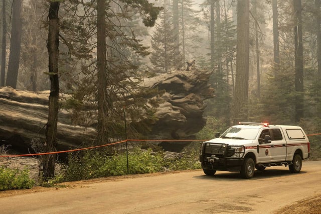 A firefighter passes a downed tree as the Garnet Fire burns in the McKinley Grove area of the Sierra National Forest on Tuesday.