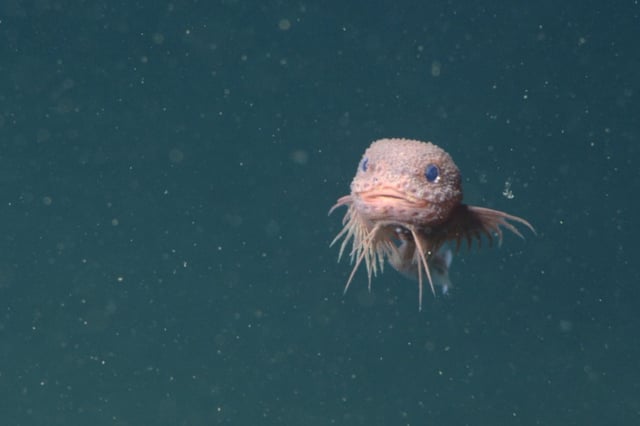 Credit: MBARI