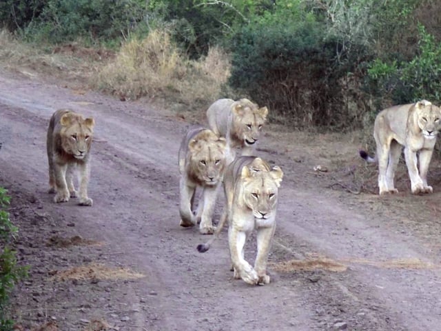 Cinco leones atacaron a un cuidador y el hombre murió frente a decenas de turistas. (Foto ilustrativa: Pixabay)