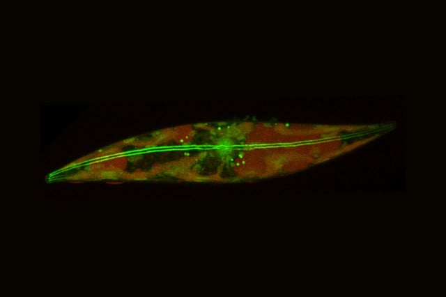 Credit: Prakash Lab/Stanford University
