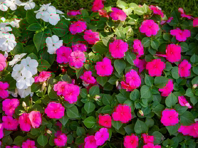 Alegría del hogar Flores Plantas