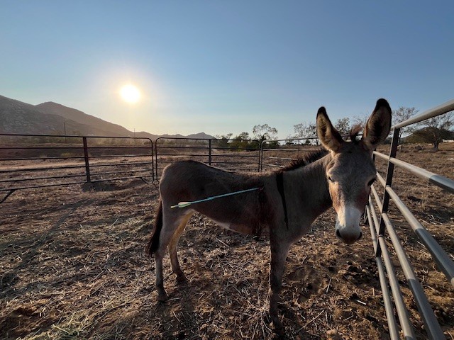A wild donkey was shot by an arrow in Moreno Valley, as seen on Wednesday, Sept. 10, 2025.