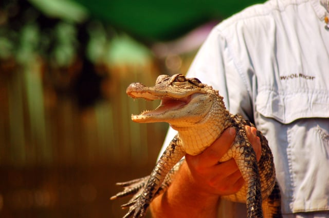 A  juvenile alligator pictured during a nature demonstration in Norwalk, Connecticut.