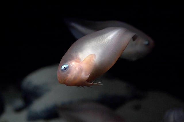 FILE: Salmon snailfish swim in their tank at the Monterey Bay Aquarium’s “Into the Deep: Exploring Our Undiscovered Ocean” exhibit in Monterey, Calif., on Monday, March 21, 2022.