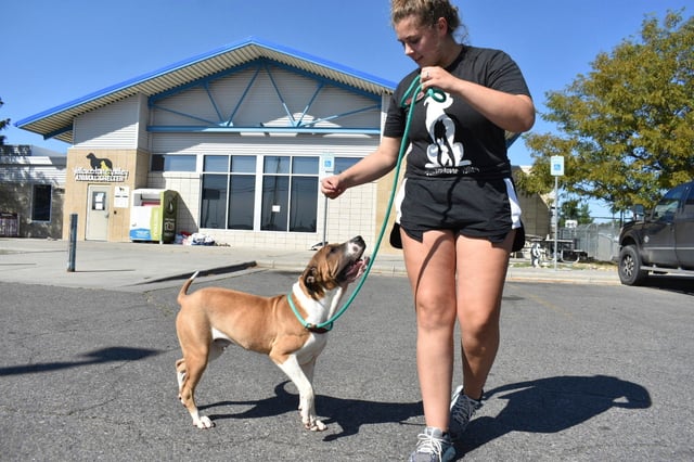 Izzy Zalenski, right, walks Paul outside the Yellowstone Valley Animal Shelter on Friday, Sept. 12, 2025, in Billings, Montana.