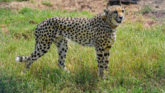 A cheetah after being released inside a special enclosure of the Kuno National Park in Madhya Pradesh. (PTI File Photo)