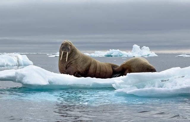 Two walruses atop a small piece of floating Arctic sea ice. Image by Sharon Guynup/Mongabay.