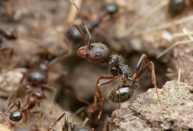 Scientists say Iberian harvester (Messor ibericus) queen ants are able to give birth to ants of a different species. Image via Phil Honle/ The Conversation/ Wikimedia (CC BY-SA).