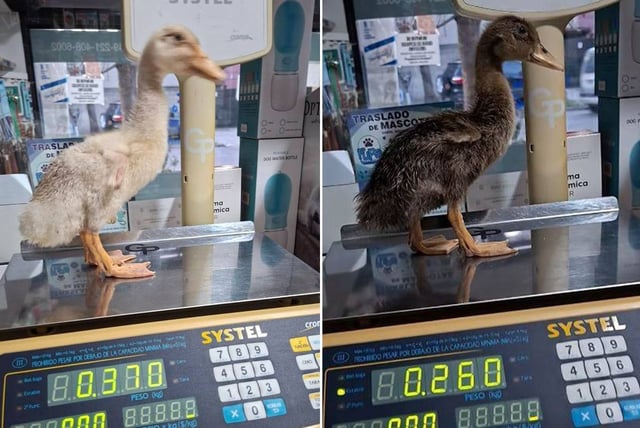 Cayó una banda en La Plata: teñían a las cotorras y maltrataban también a conejos y patos