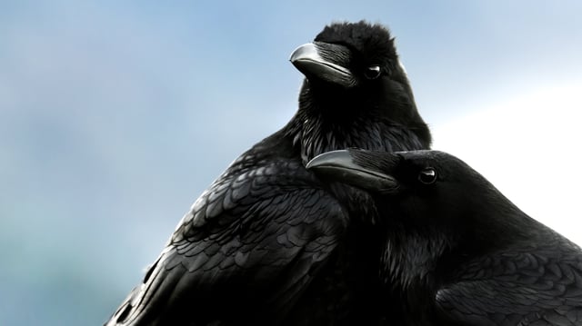 Common ravens. Youth Honorable Mention, United States and Canada, Pfeiffer Big Sur State Park, California.