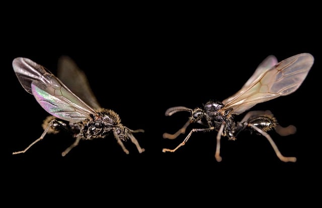 Male Iberian harvester ant (left) and its sibling of a different species (Image Credit: Y. Juve, J. Romiguier)