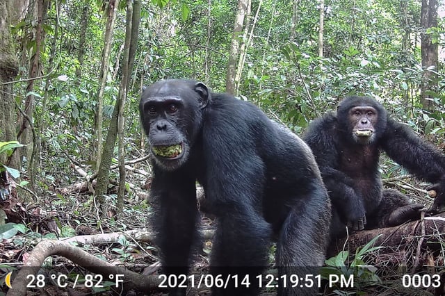 Two male chimpanzees eating the plum-like fruit of the evergreen Parinari excelsa tree at Taï National Park in the Ivory Coast in 2021.
