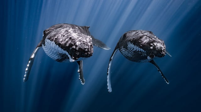 Third place, Young. "These two humpback whales are always seen together, and I was fortunate to capture this rare moment of synchronicity."