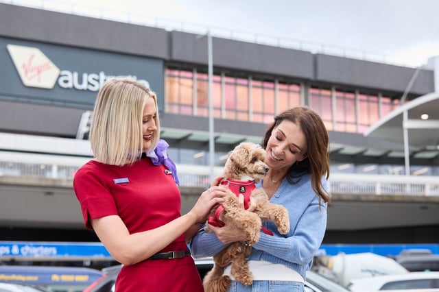 Australian first: Virgin Australia trials pets in cabin on flights between Melbourne and the Sunshine Coast and Melbourne and the Gold Coast. Picture: Virgin Australia.