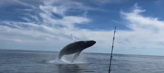 Two mariners on Tuesday nearly had their boat capsized by a breaching humpback whale.