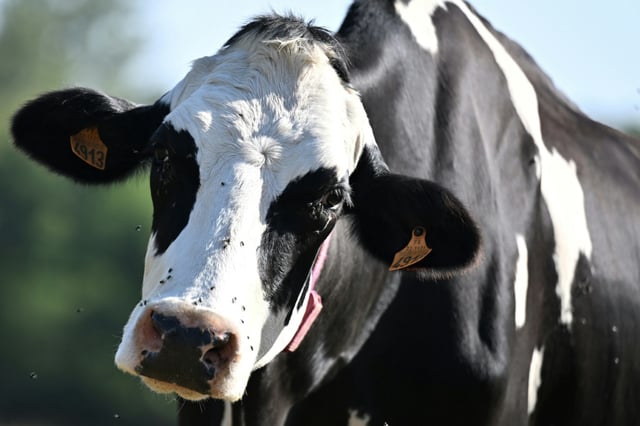 Cette vache de race Holstein a été prise en Bretagne, dans une ferme à Le Bodeo, le 12 août 2025
