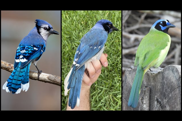 Credit: Brian Stokes/University of Texas at Austin (center)/Travis Maher (left)/Dan O'Brien (right)/Cornell Lab of Ornithology/Macaulay Library