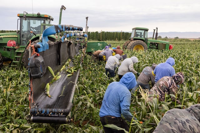 Immigration raids on farms are scaring off workers.