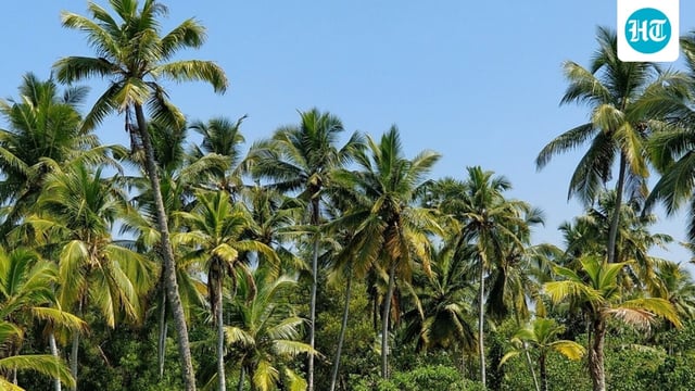 For many families, the soaring prices cut deep, altering kitchens and traditions in a state long known as God's Own Country, with reports of mixing cheaper alternatives in place of the increasingly expensive staple, the state's very own, coconut oil.