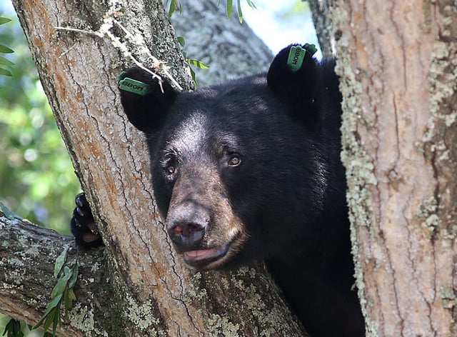 FILE - On this May 6, 2014 file photo, a black bear perches on a tree in Panama City, Fla. With Florida's black bears rebounding from near extinction, clashes with humans are on the rise, and the state is considering a limited hunting season as part of the solution. (AP Photo/News Herald, Andrew Wardlow, File)